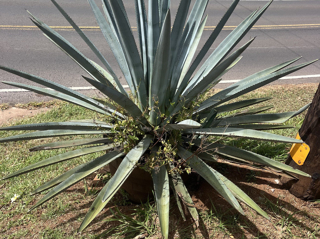 Waikulu Distillery-马卡瓦必去景点