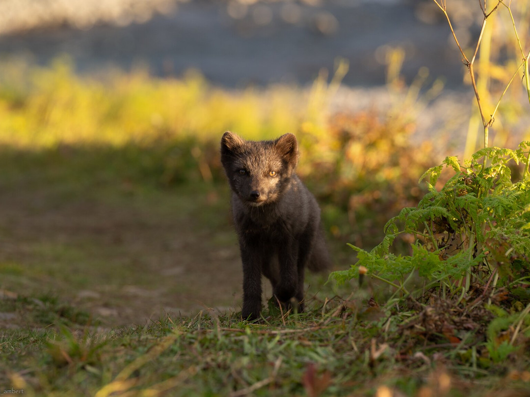 Borea Adventures-伊萨菲厄泽必去景点