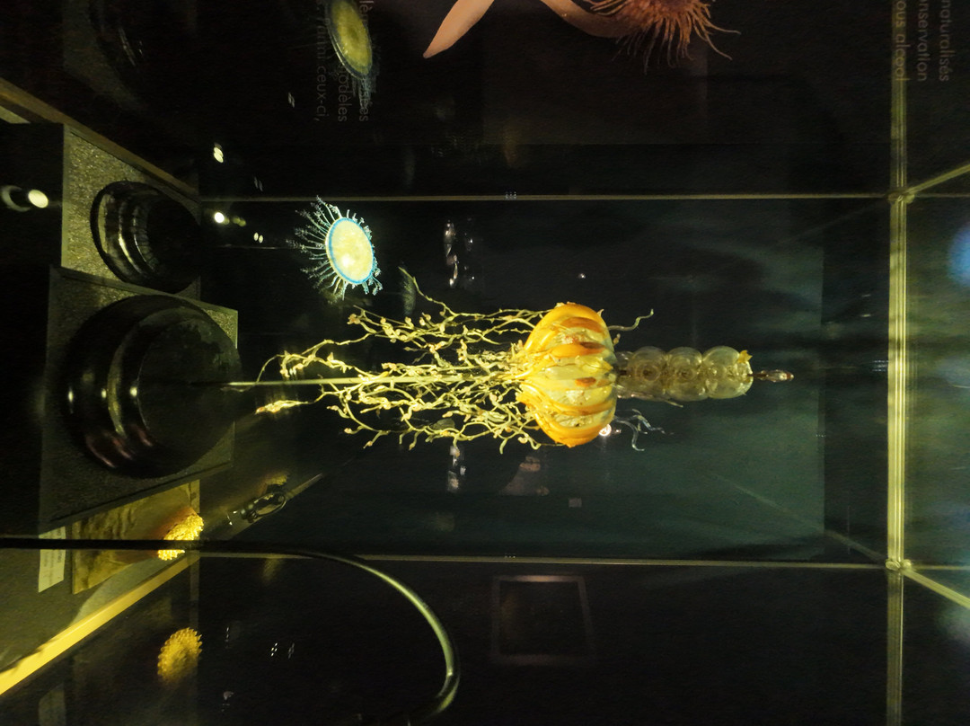 Aquarium-muséum De Liège-列日必去景点