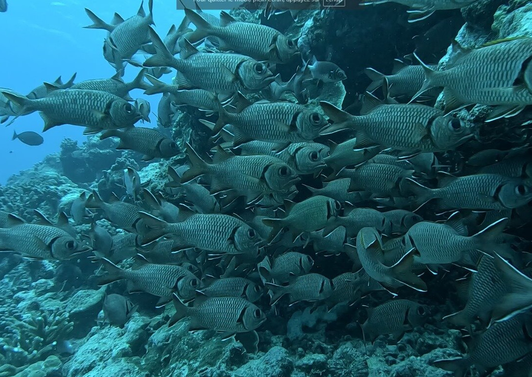 Tikehau Diving-提克豪环礁必去景点