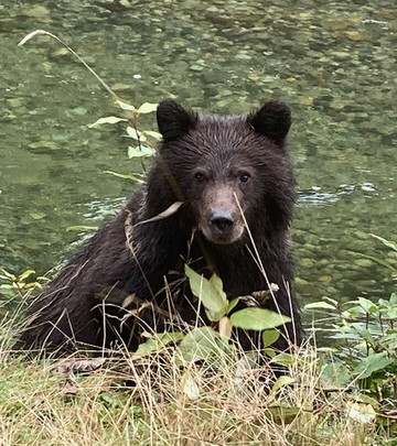 Homalco Wildlife & Cultural Tours-坎贝尔里弗必去景点