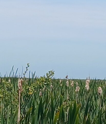 Humboldt Bay National Wildlife Refuge Complex景点图片