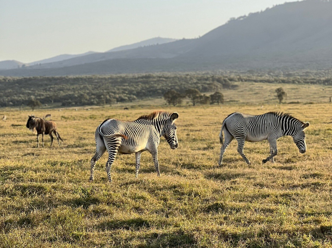 Oserengoni Wildlife Sanctuary-奈瓦夏必去景点