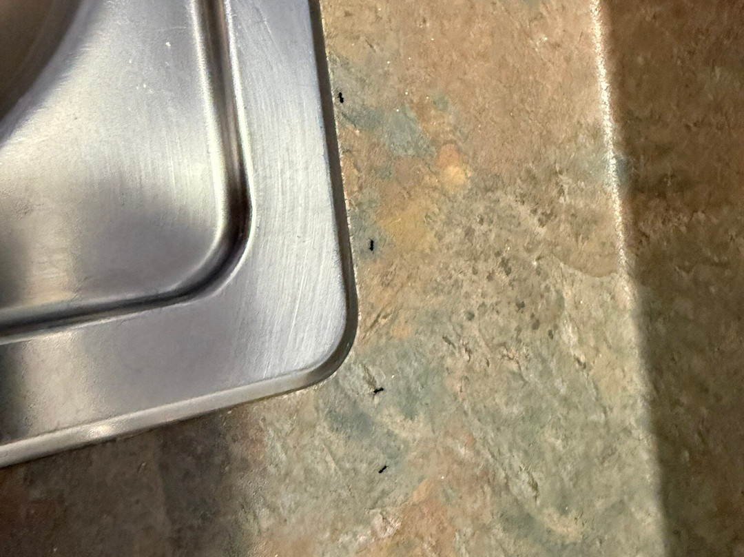 The Claremont Motel & Apartments主图