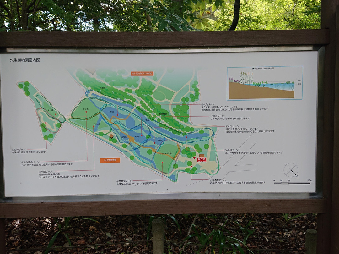 Jindai Aquatic Botanical Garden-调布市必去景点