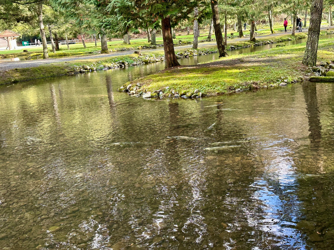Weaver Creek Spawning Channel Recreation Site-阿加斯市必去景点