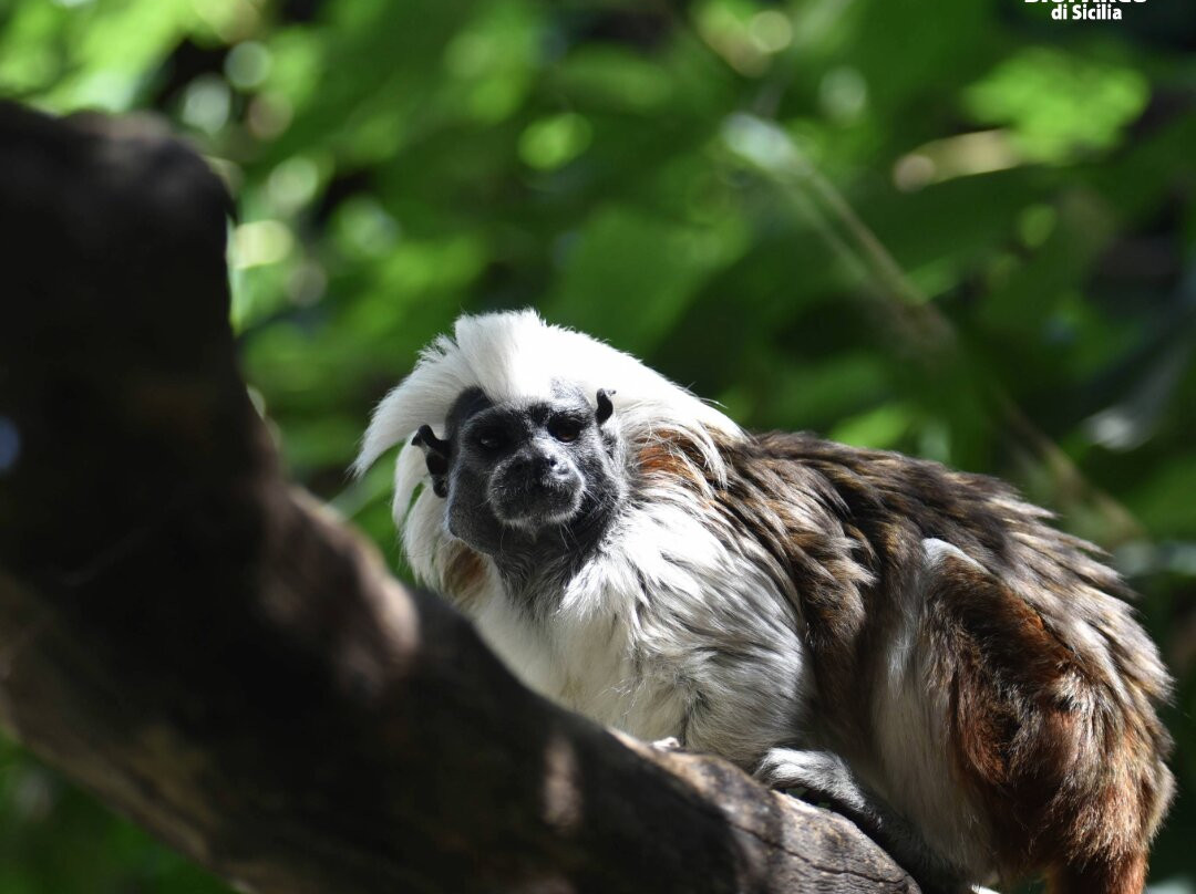 Bioparco Di Sicilia景点图片