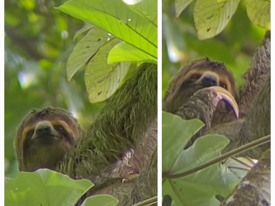 Pacific jungle adventures景点图片