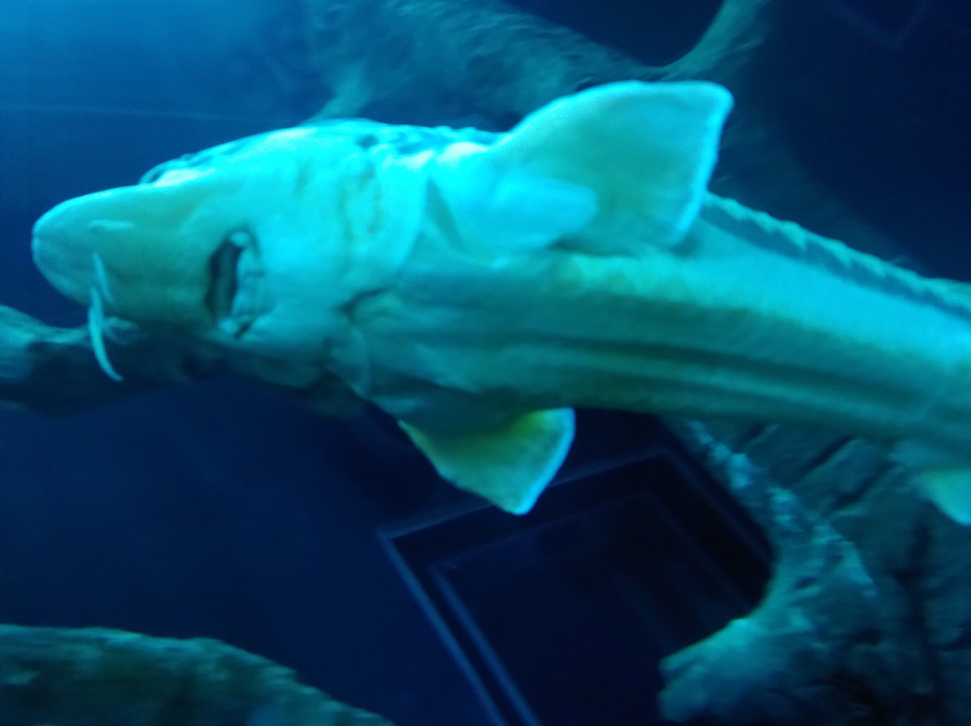 AQUATIS Aquarium Vivarium Lausanne-洛桑必去景点