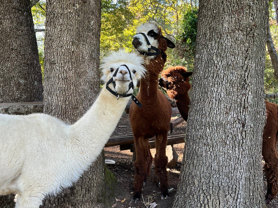 Alpaca Di Roma景点图片
