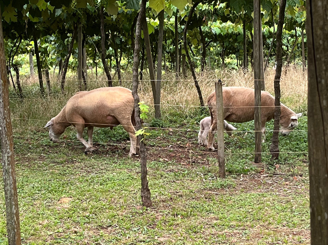 Casa Sander-Nova Petropolis必去景点