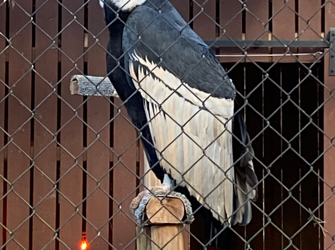 Carolina Raptor Center景点图片