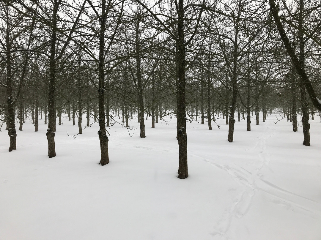 Bowhayes Trees-Ottery St. Mary必去景点