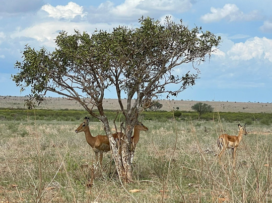 Travel Solutions Kenya-瓦塔木必去景点