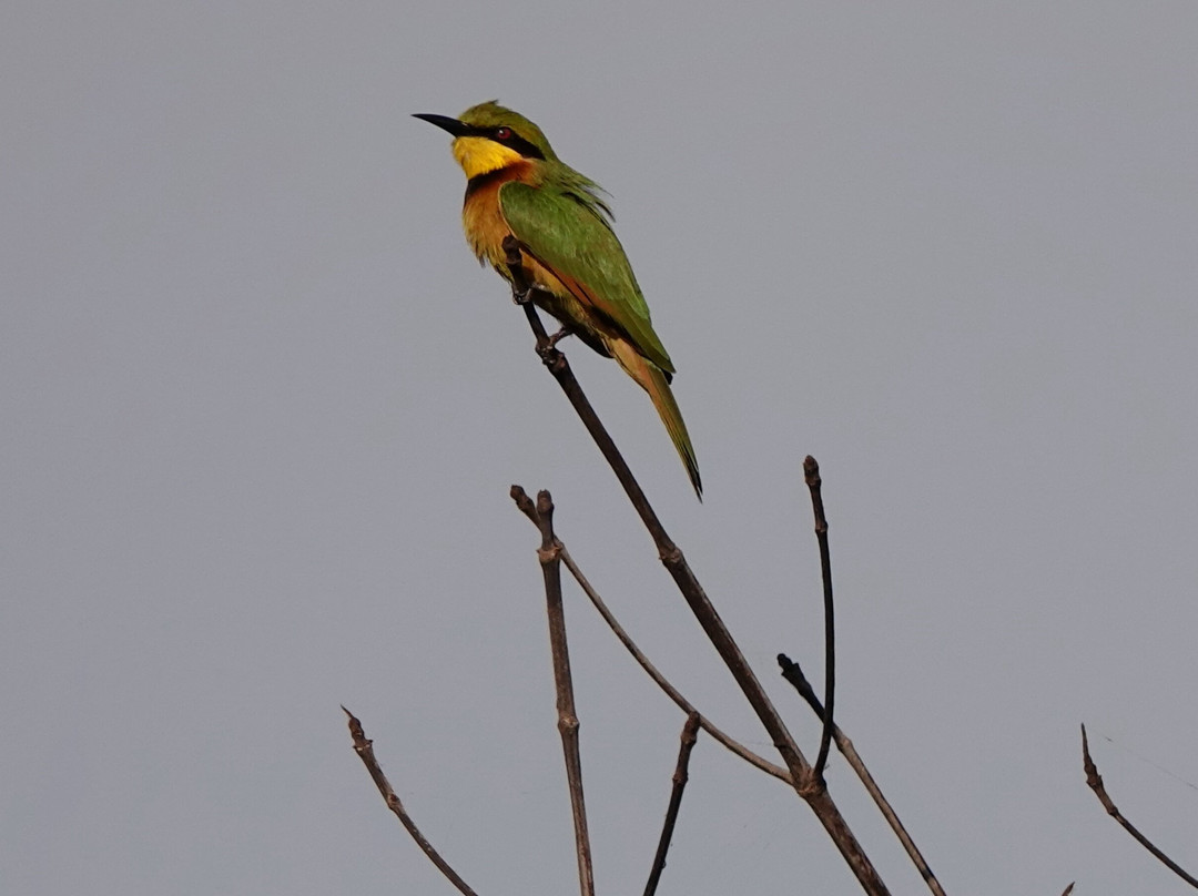 Gambia Birding Tours景点图片