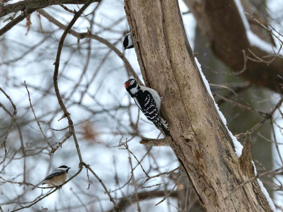 Malcolmson Park-圣凯瑟琳斯必去景点