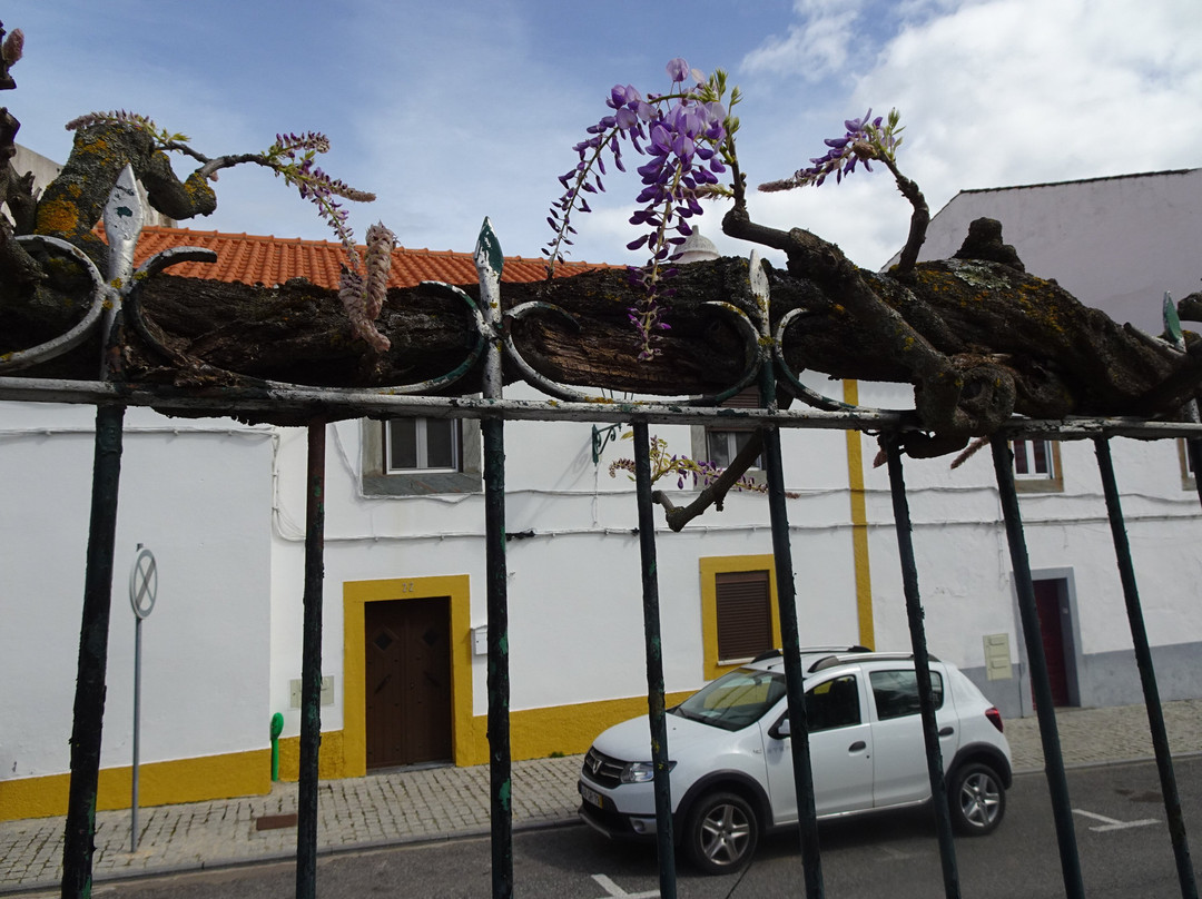 Jardim da Praca Publica景点图片