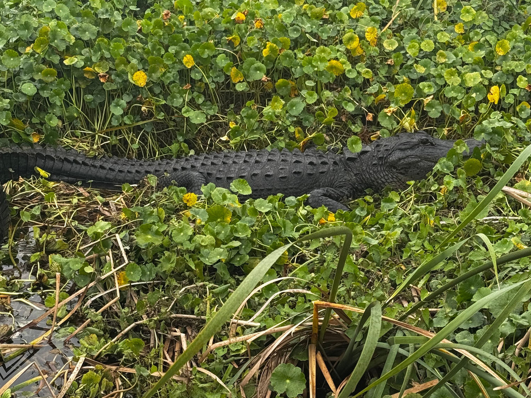 Master Gator Airboat Tours of Palm Beach County景点图片