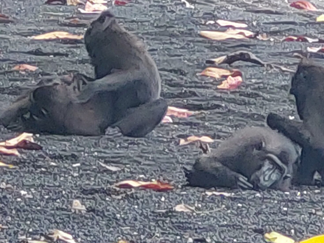Tangkoko National Reserve景点图片