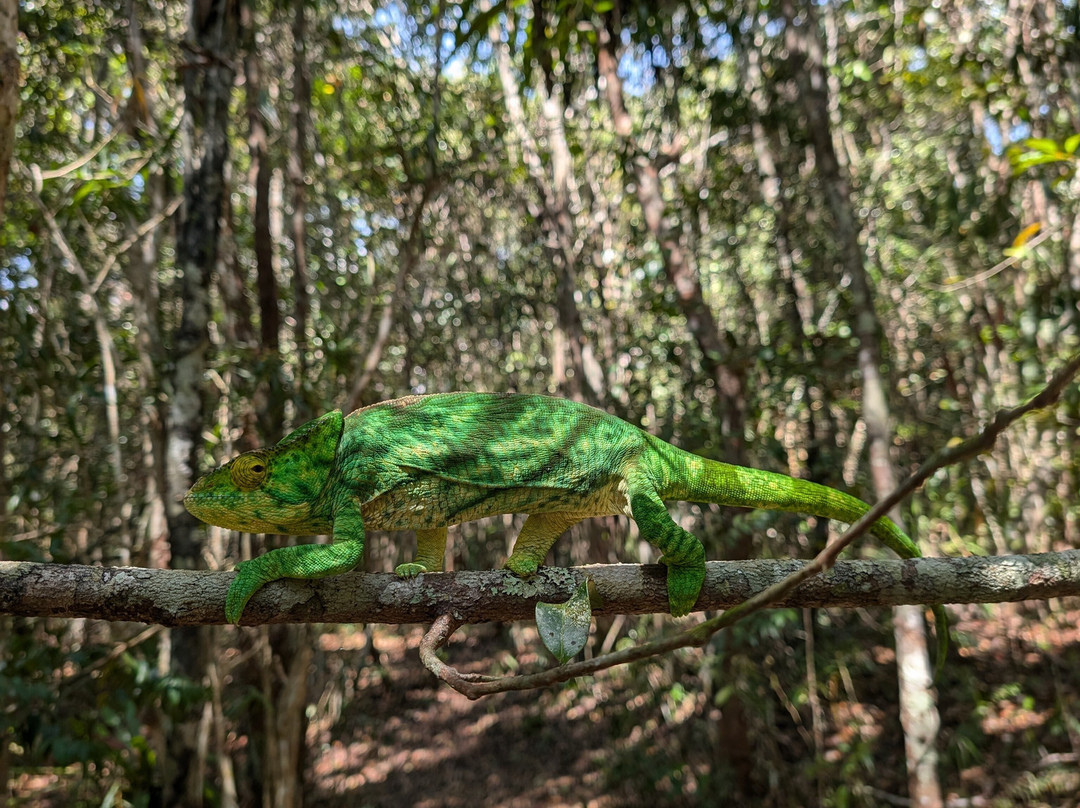 GMT+3 Great Madagascar Tours - Day Tours景点图片