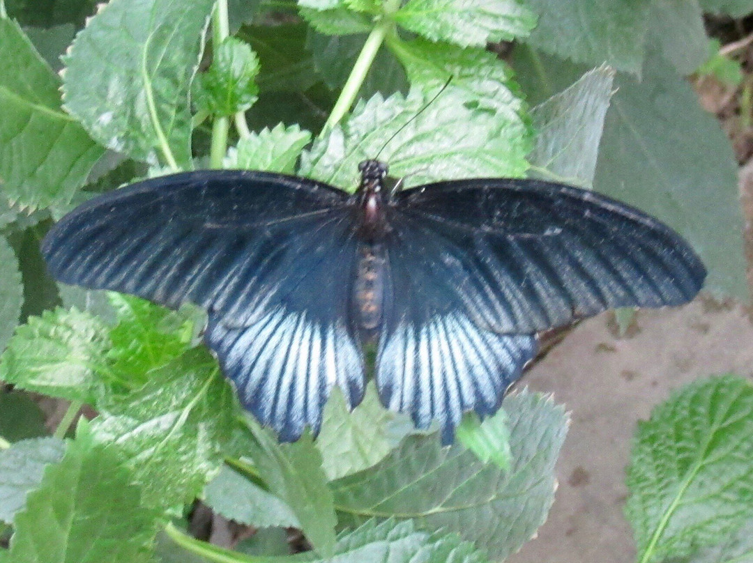 The London Butterfly Gardens景点图片