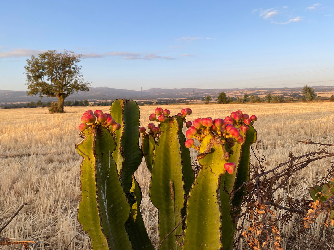 Bale Mountains Tours景点图片
