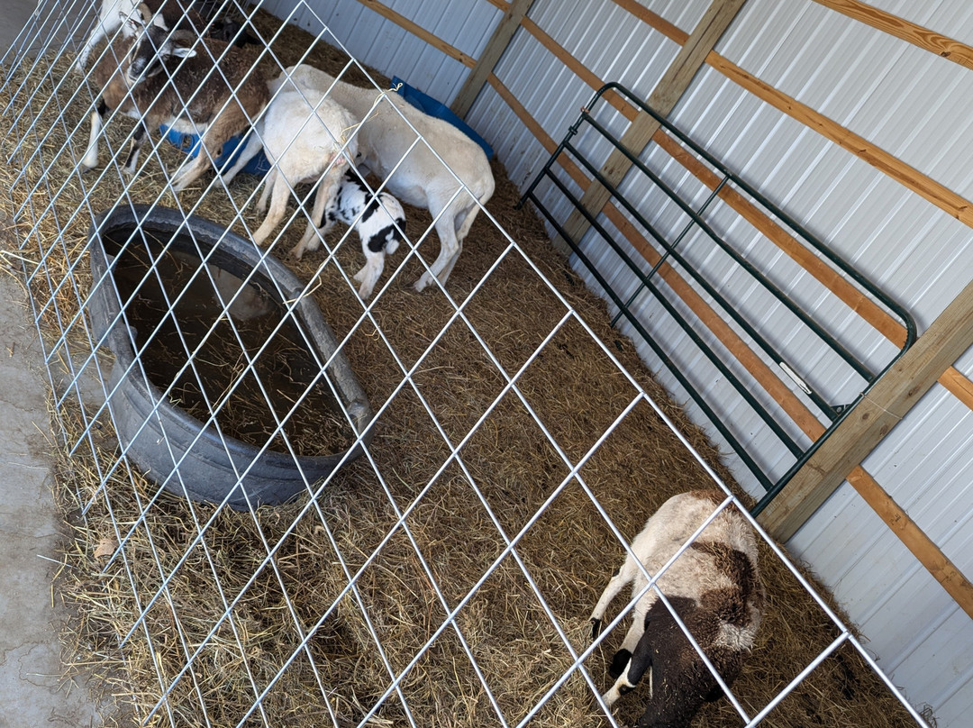 El Abidine Mosque-迦太基必去景点