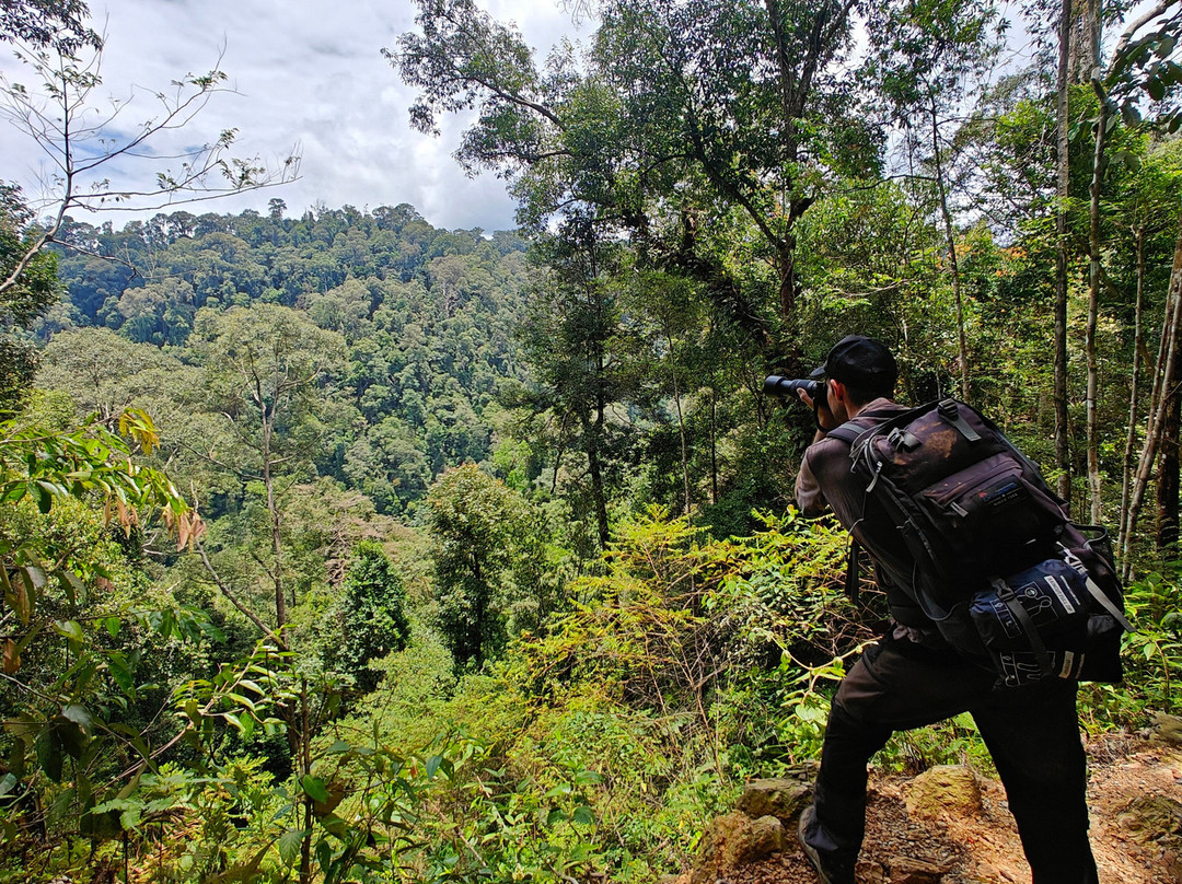 Orang Utan Bukit Lawang景点图片