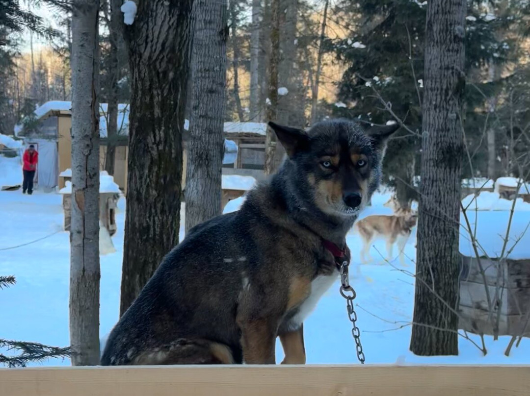 Alaskan Adventure Dog Sledding-Arundel必去景点
