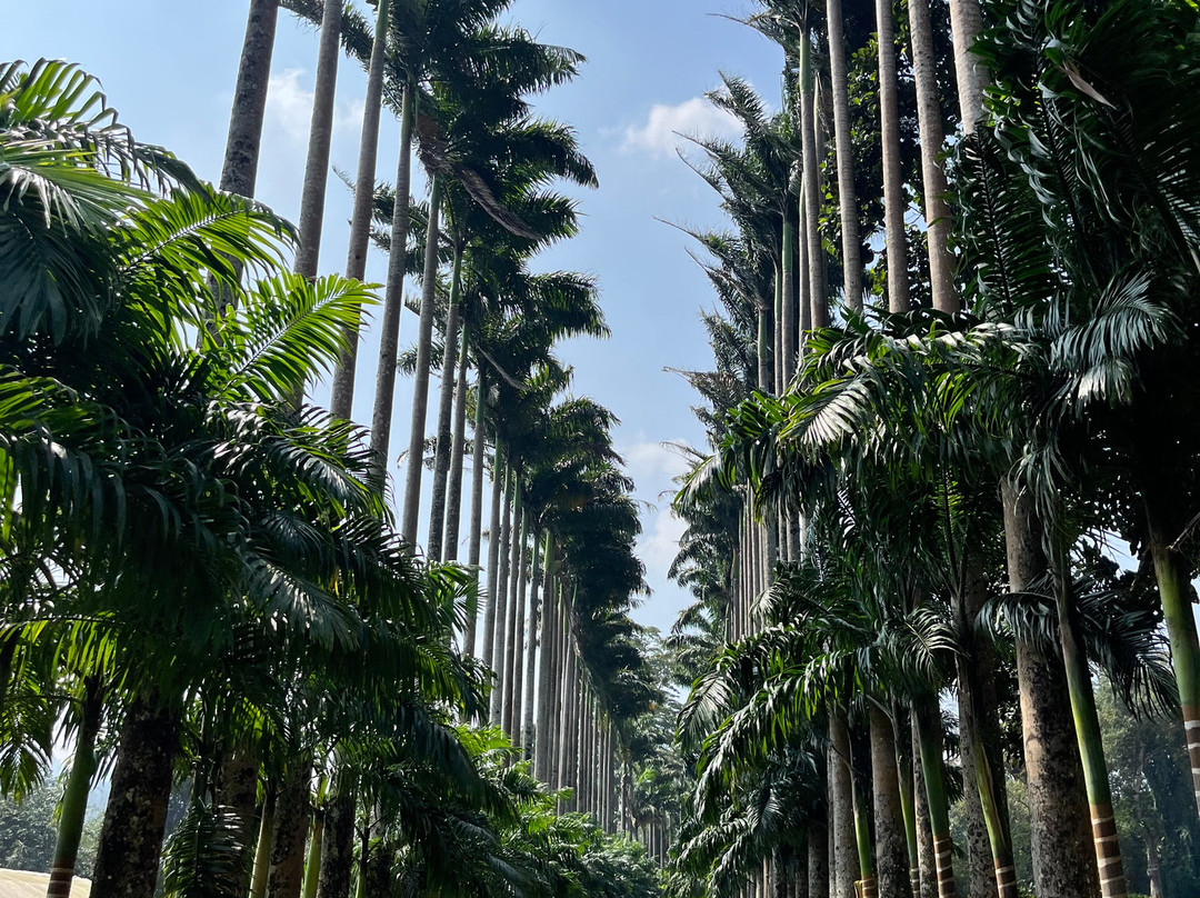 Nana's Lanka Tours & Travels-尼甘布必去景点