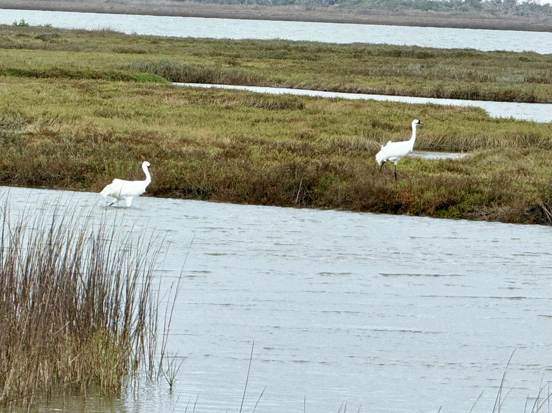 Rockport Birding and Kayak Adventures-罗克波特必去景点