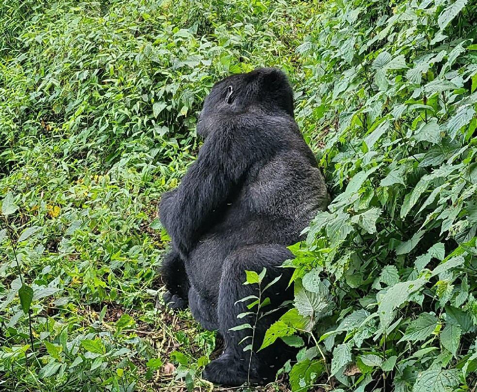 Congo Tourism Gate CTG景点图片