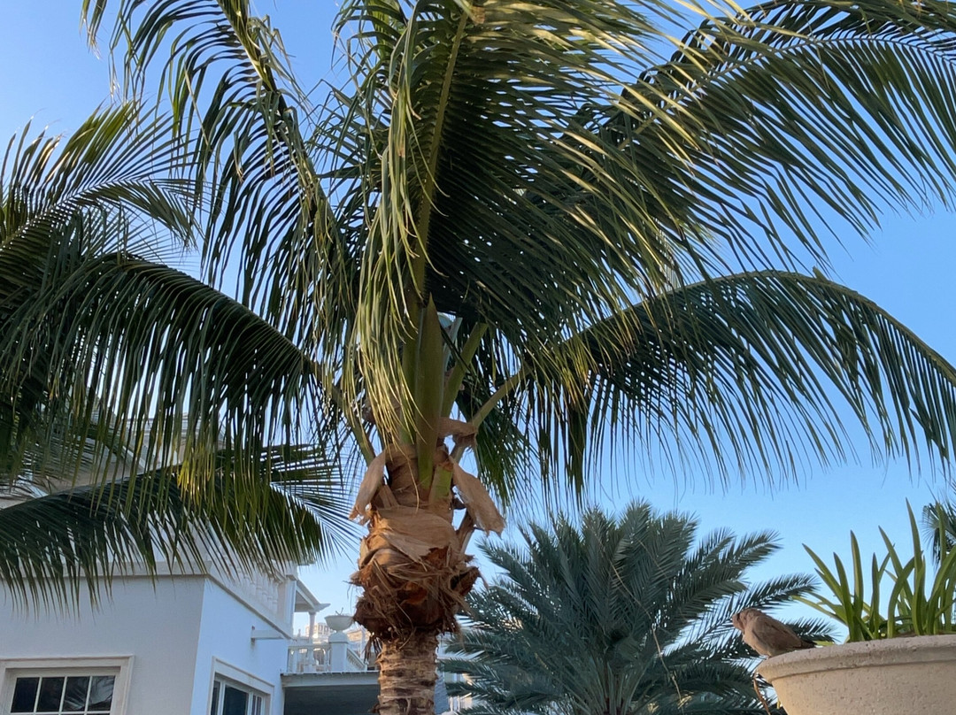 The Palms Turks and Caicos主图
