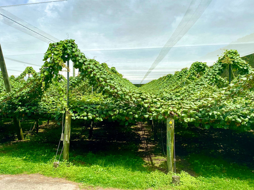 Kiwi Fruit Country Tours-陶兰加必去景点