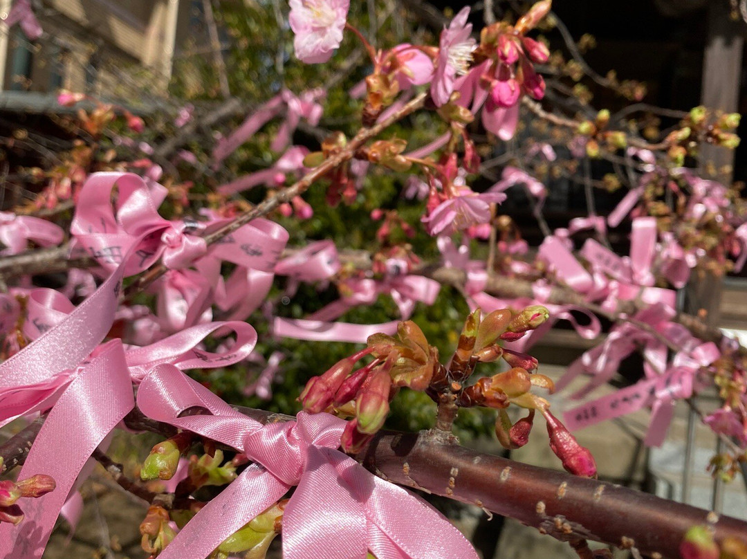 Sakura Shrine景点图片