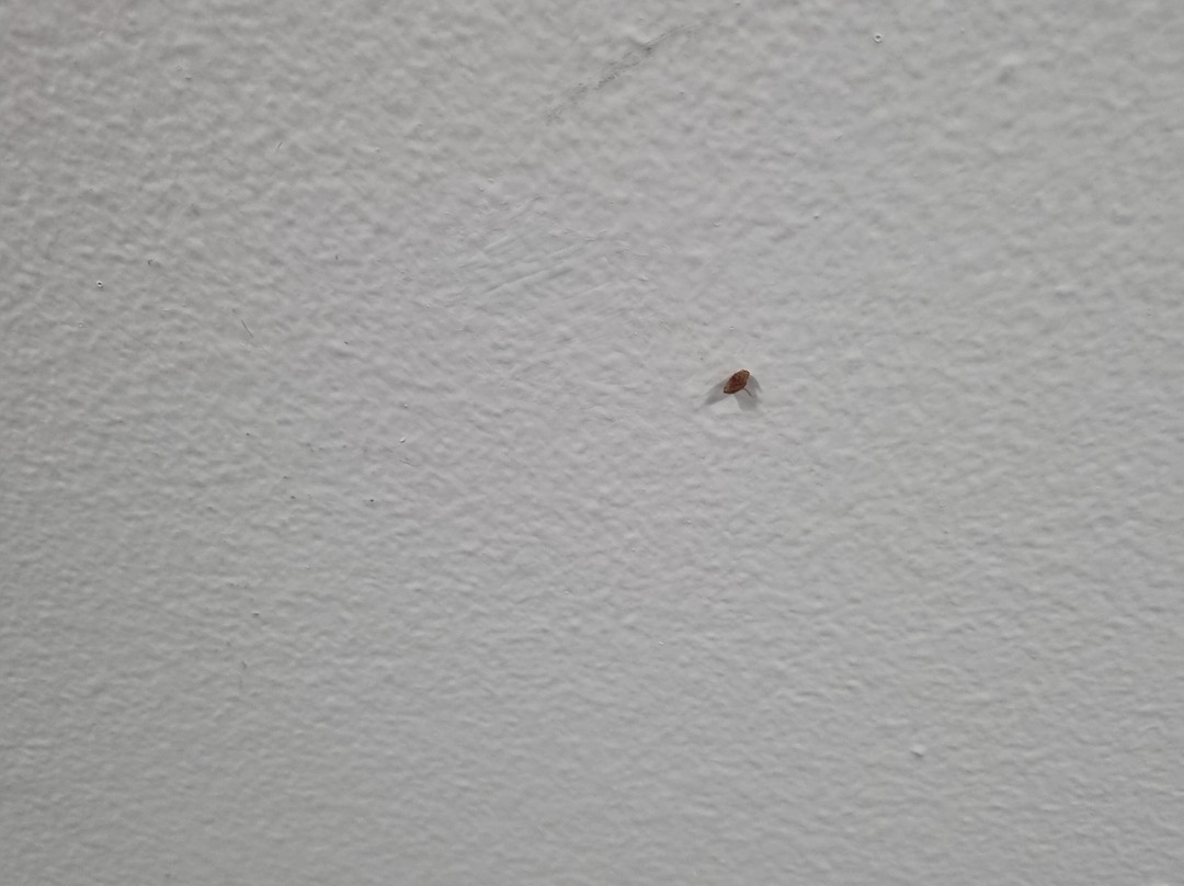 美利通套房酒店-邦迪枢纽主图