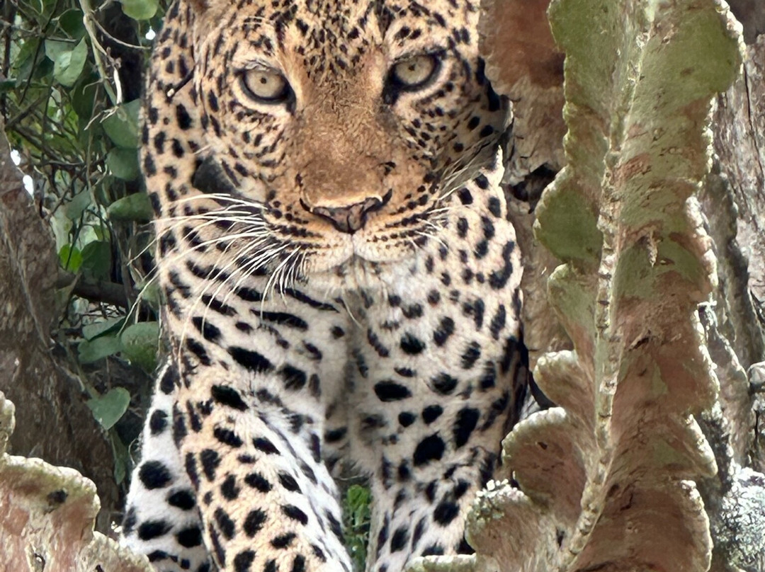 Mukisa Safaris-坎帕拉必去景点