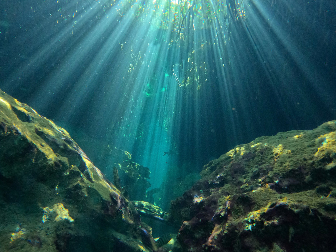 The Dive Machine景点图片