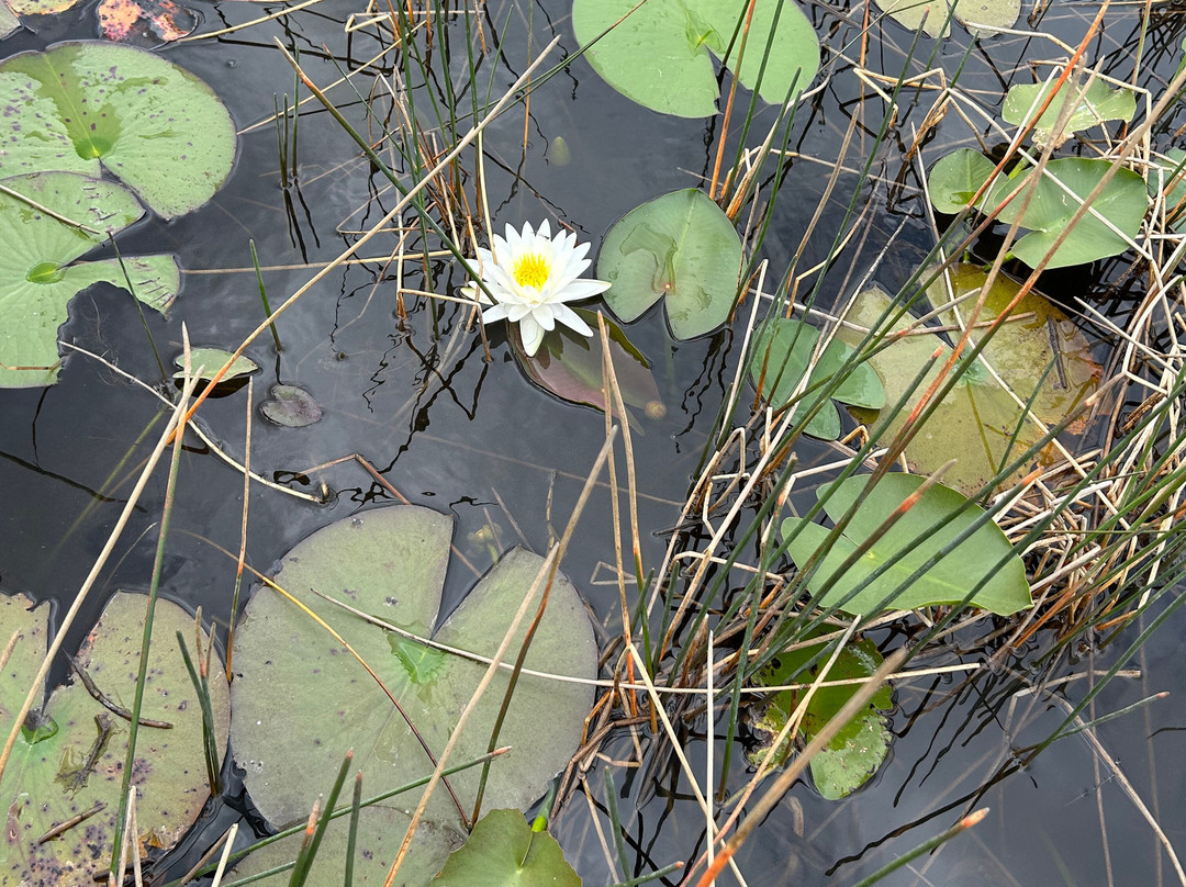 Down South Airboat Tours-大沼泽地必去景点