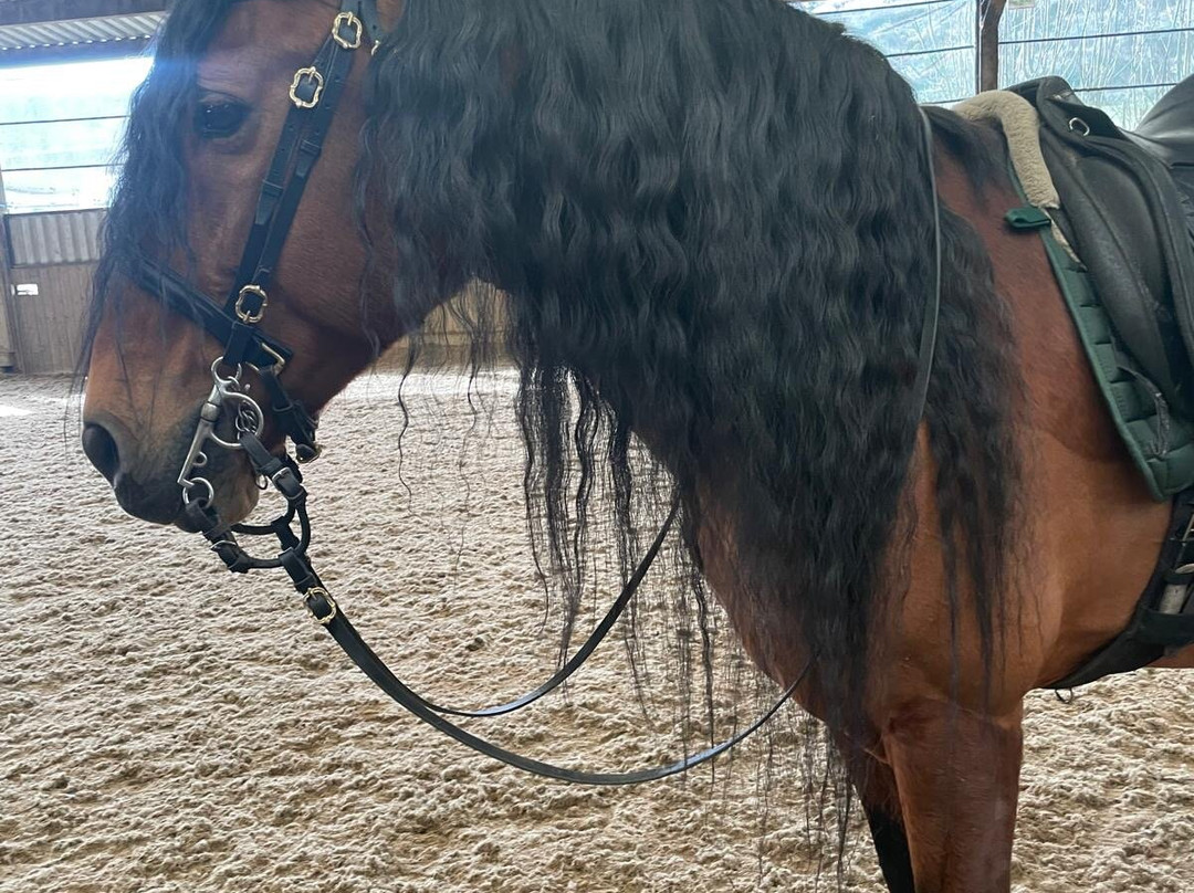 Pen Llyn Lusitano Stud and Riding Centre景点图片
