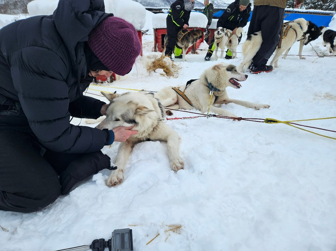 Northern Light Dog Adventure-Nordkjosbotn必去景点