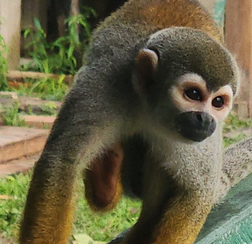 Amazon Green Island tour-Novo Airao必去景点