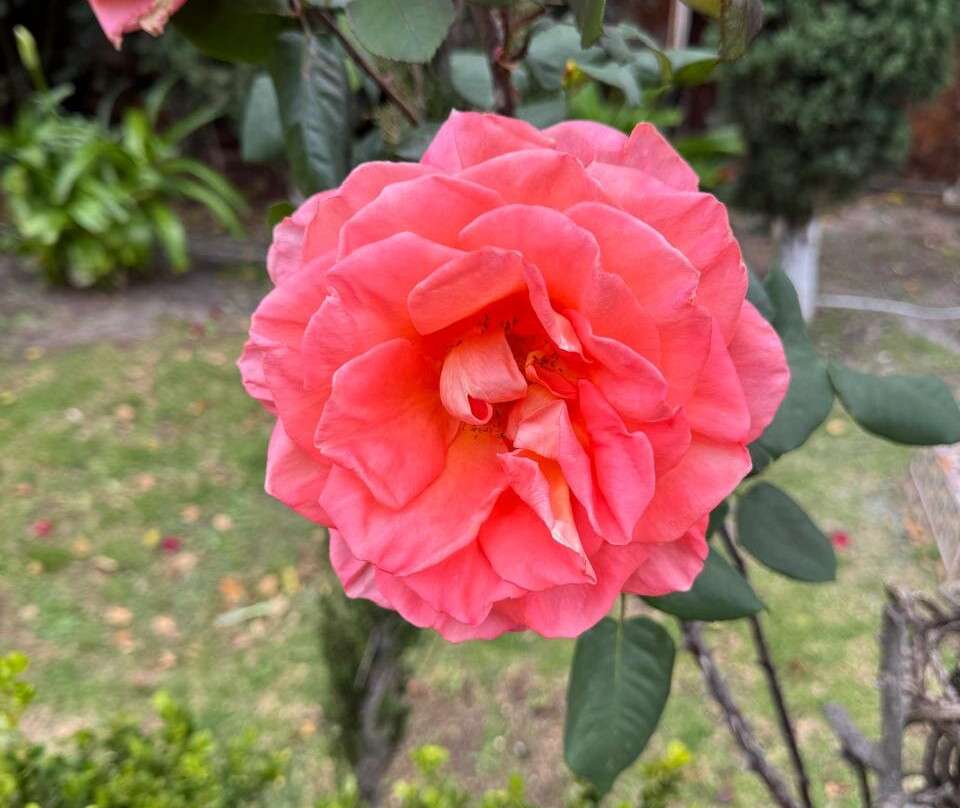 Hotel El Buen Samaritano主图