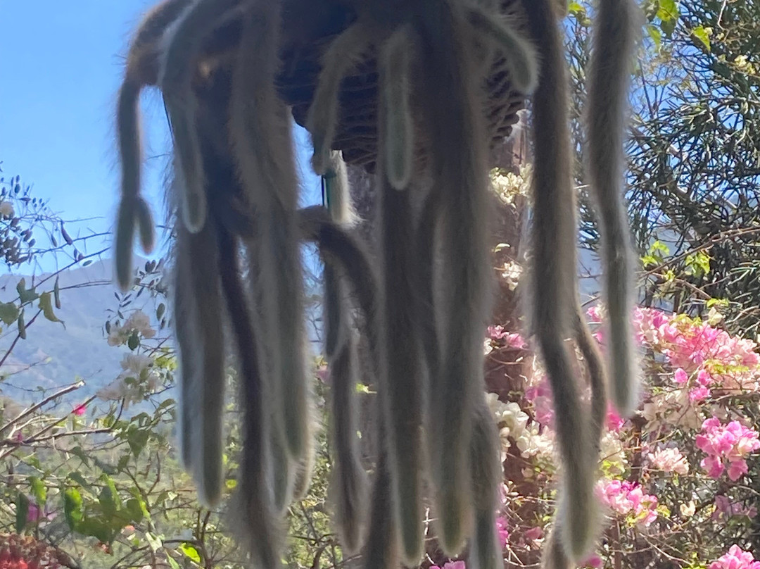 Vallerta Botanical Gardens Ac-Cabo Corrientes必去景点