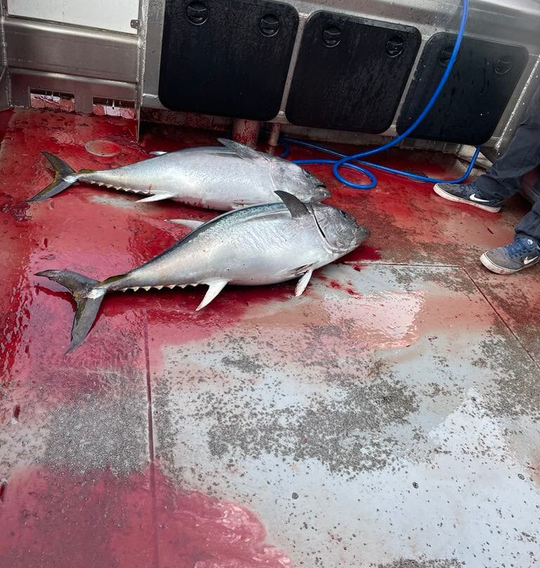 Mr Flathead Fishing Charters Tasmania-索雷尔必去景点