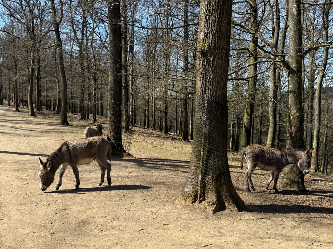 Wild- & Erlebnispark Daun景点图片