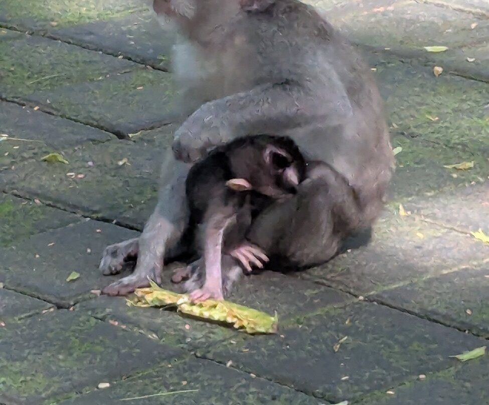 Bali Unique Driver景点图片