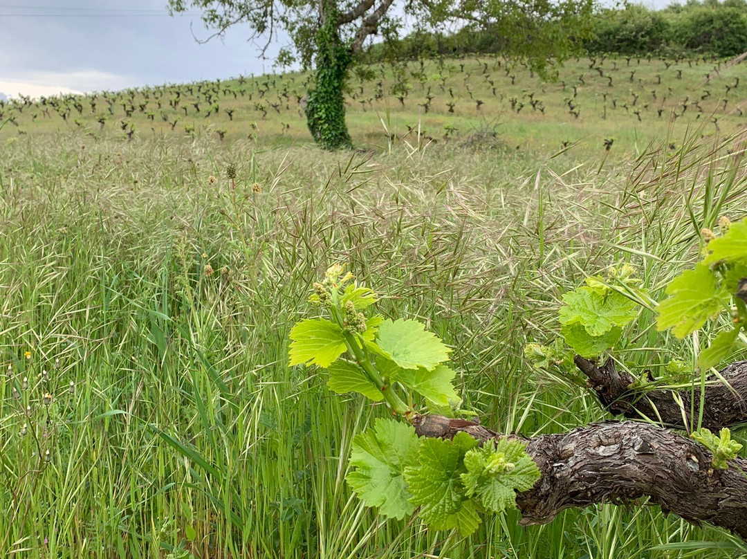 Demencia Wine-Villafranca del Bierzo必去景点