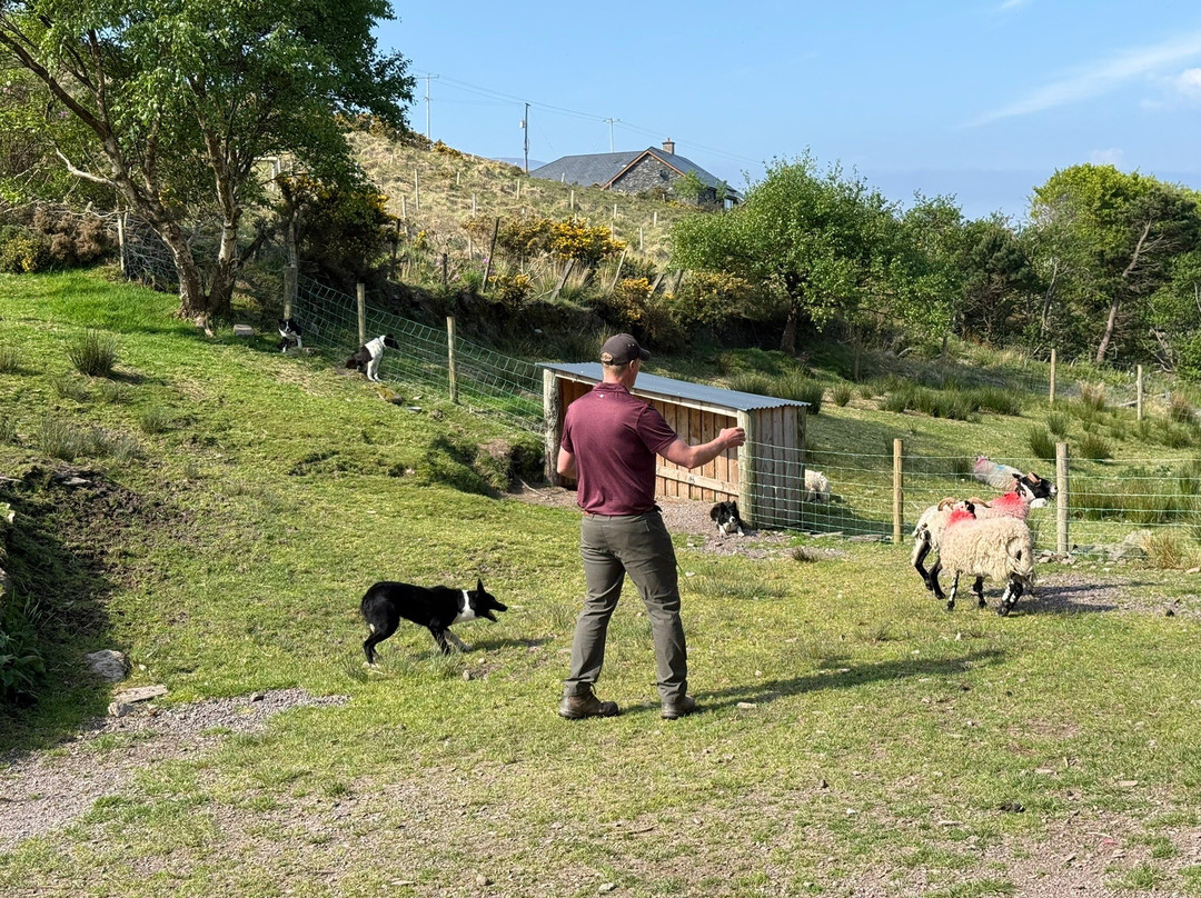 Kells Sheepdogs Ring of Kerry-Kells必去景点