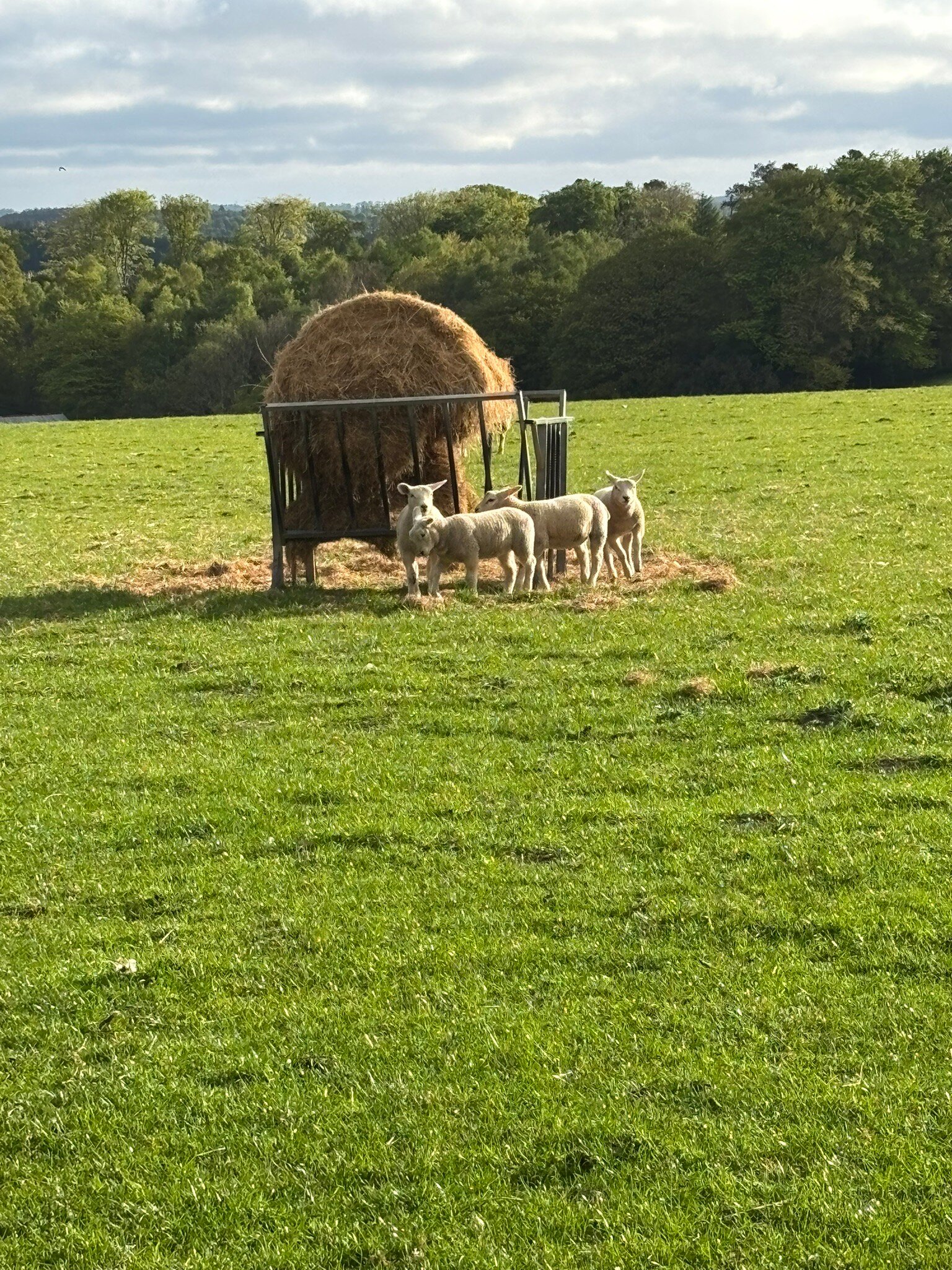 Rye Hill Farm-官方
